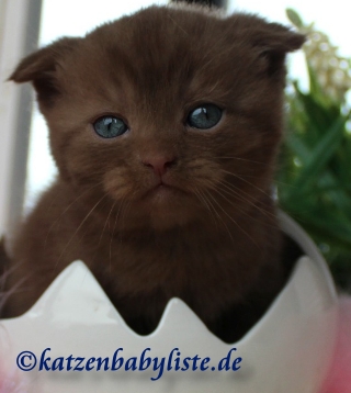 Britisch Kurzhaar Katzenbabys In Cinnamon Und Point