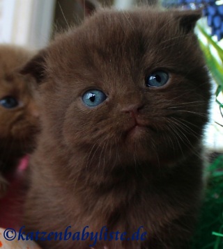 Britisch Kurzhaar Katzenbabys In Cinnamon Und Point